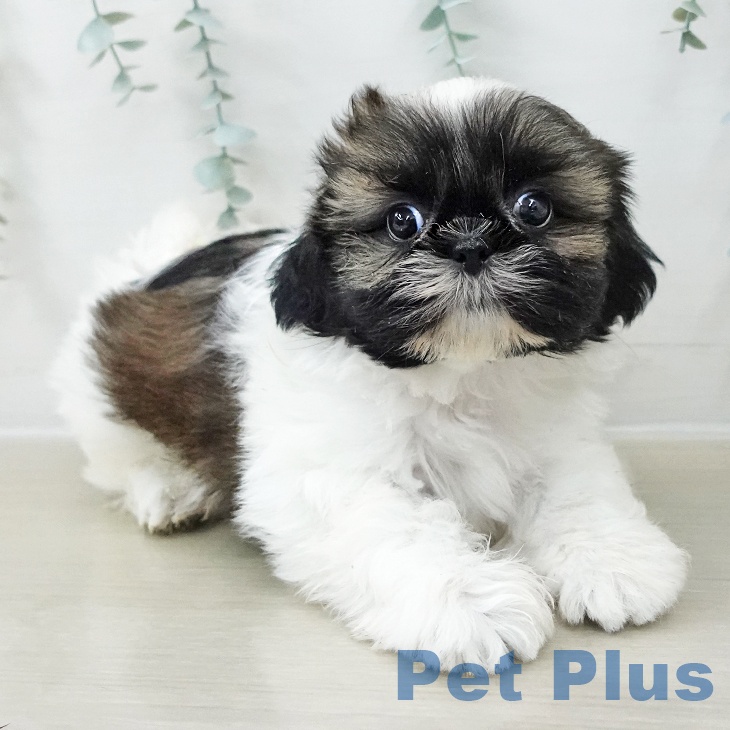 シー・ズーの写真2