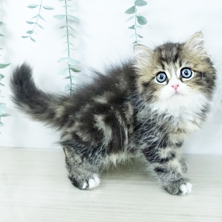 スコティッシュフォールド