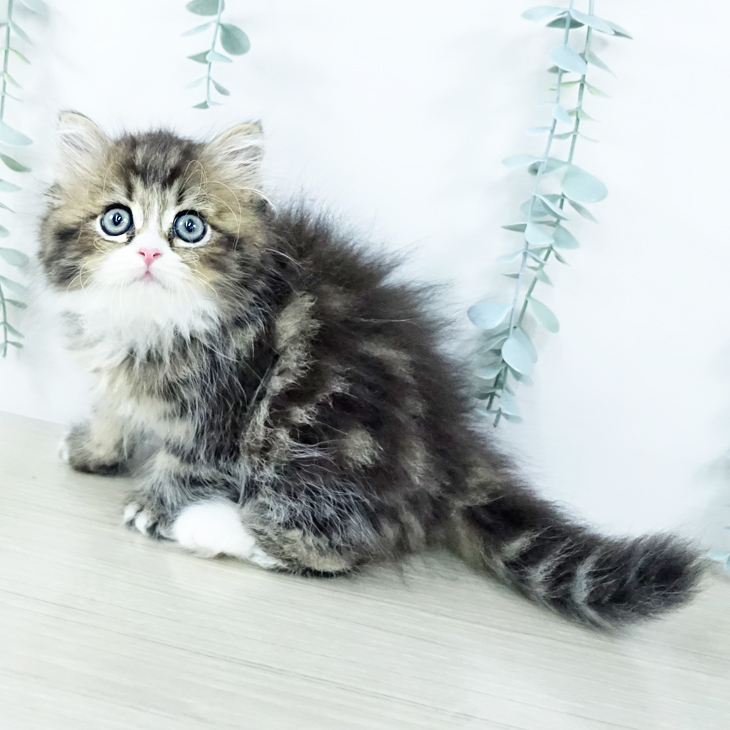 スコティッシュフォールドの写真2