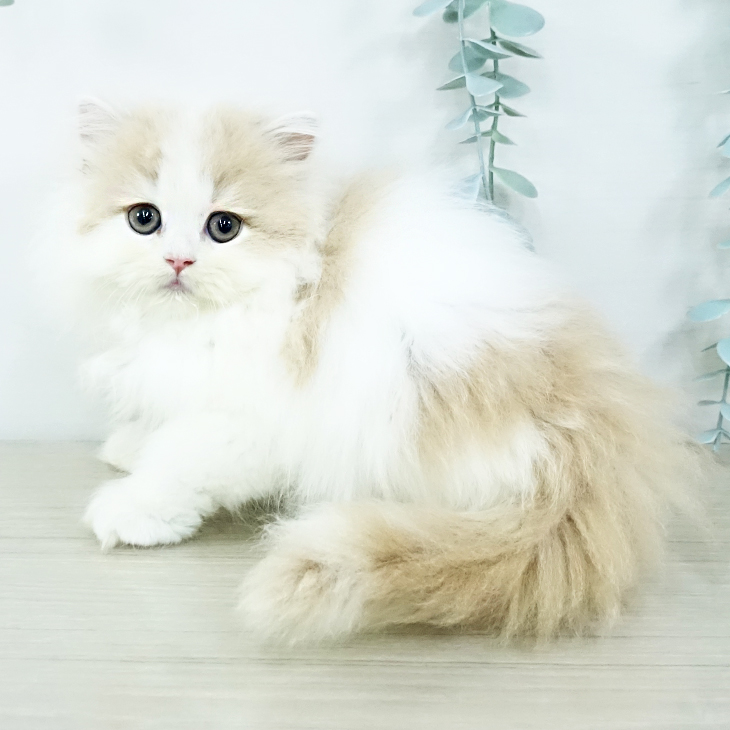 スコティッシュフォールドの写真2