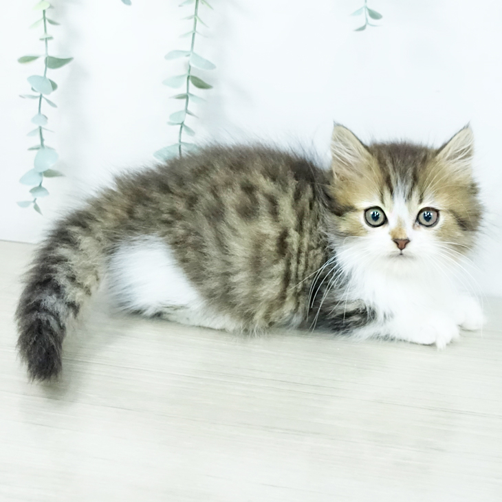 マンチカンの写真2