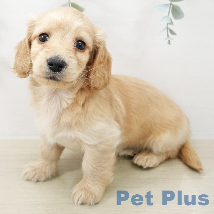 ミニチュア・ダックスフンド