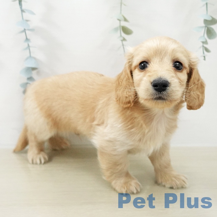 ミニチュア・ダックスフンドの写真2