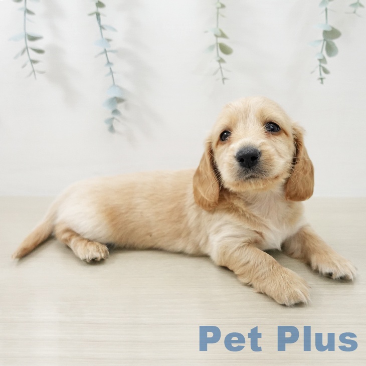 ミニチュア・ダックスフンドの写真2