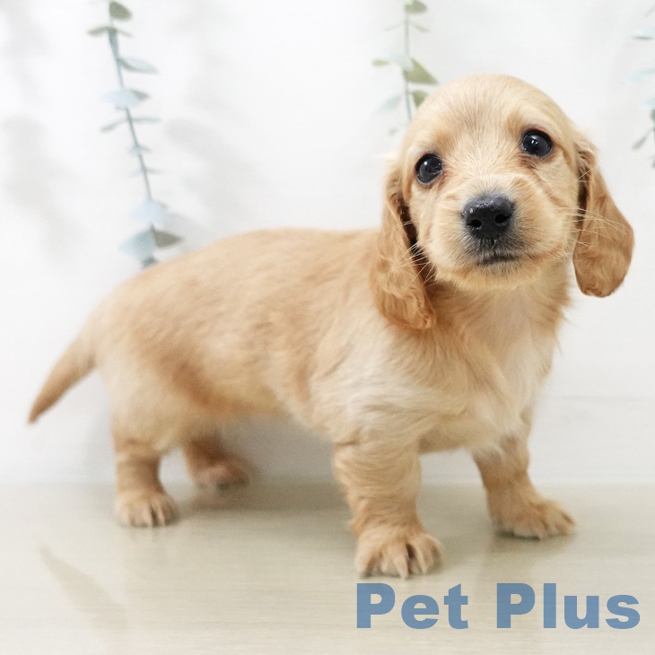 ミニチュア・ダックスフンドの写真2