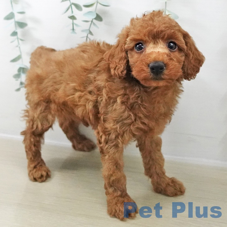 トイ・プードル