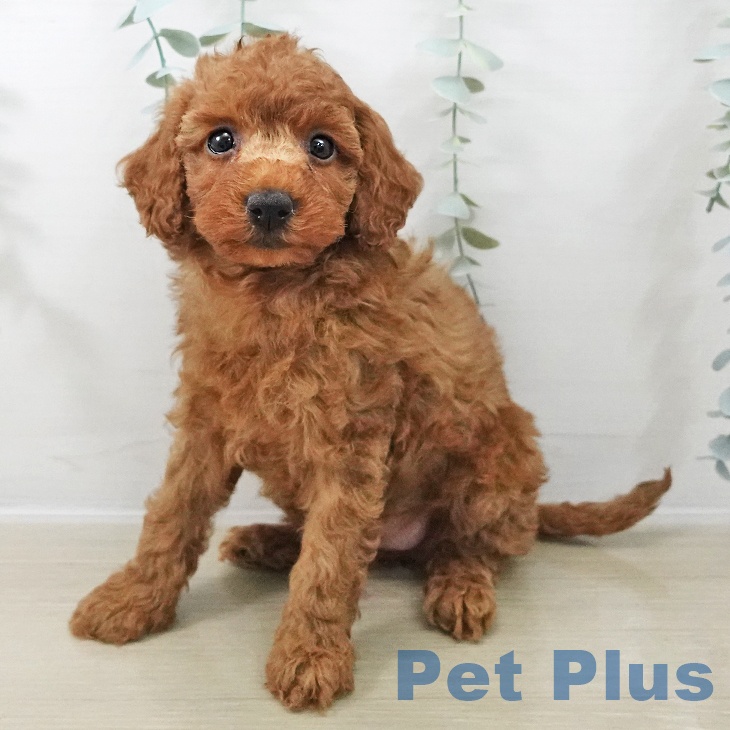 トイ・プードルの写真2