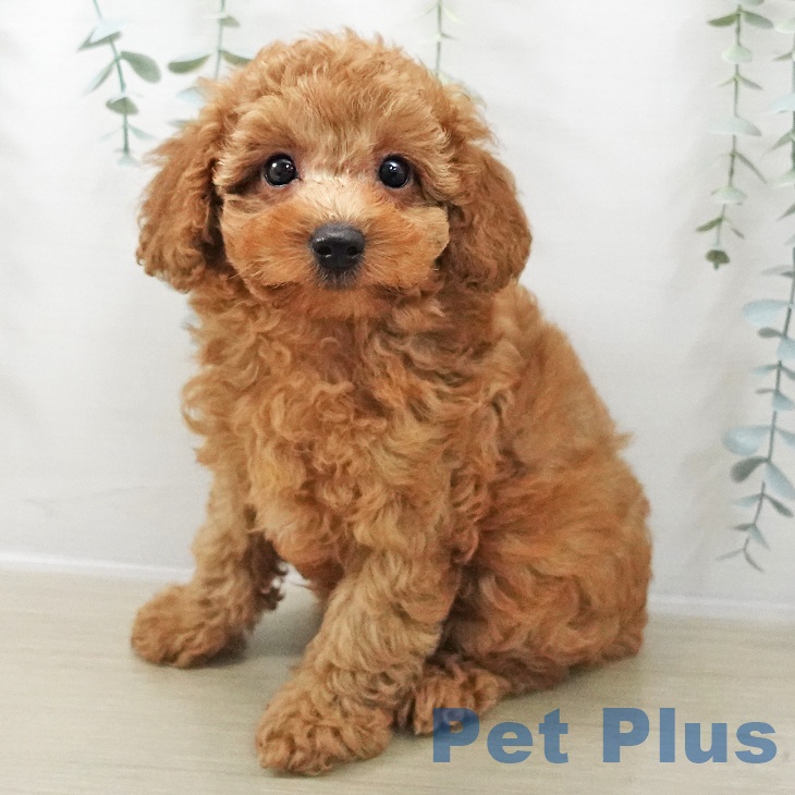 トイ・プードル