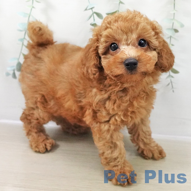 トイ・プードルの写真2