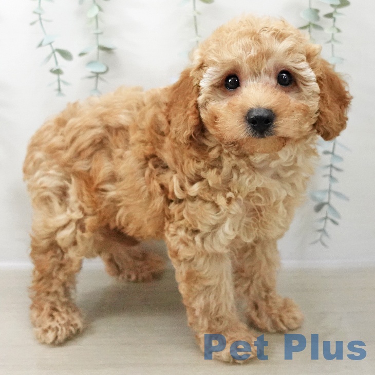 トイ・プードルの写真2