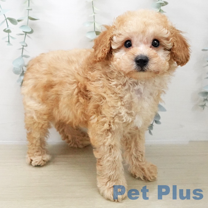 トイ・プードル