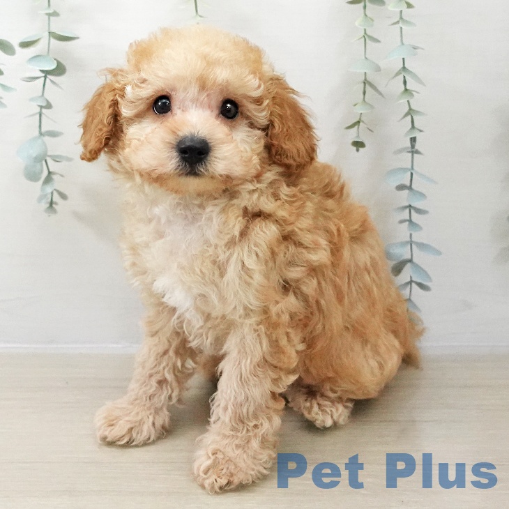 トイ・プードルの写真2