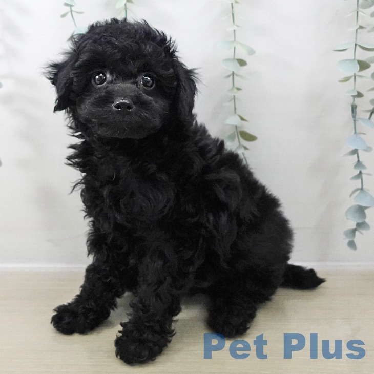 トイ・プードル