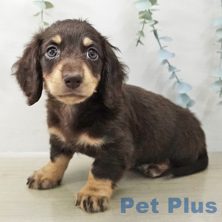 ミニチュア・ダックスフンド