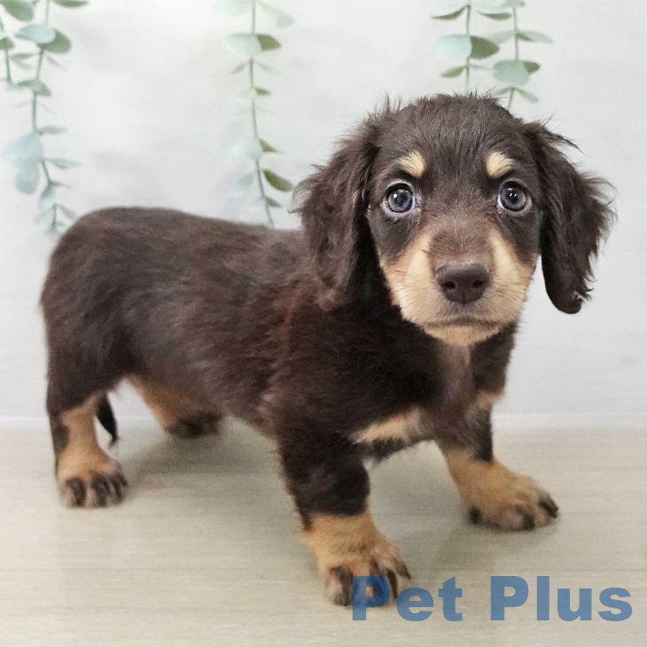 ミニチュア・ダックスフンドの写真2