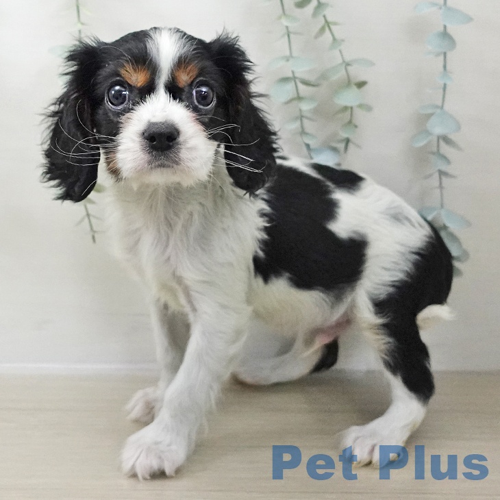 キャバリア・キングチャールズ・スパニエル