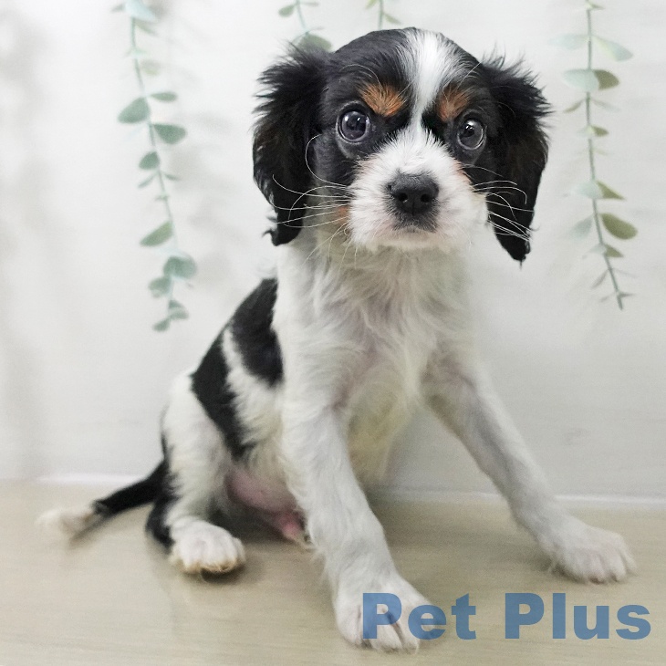 キャバリア・キングチャールズ・スパニエルの写真2