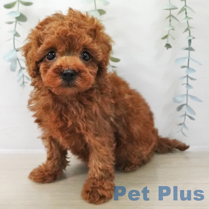 トイ・プードル