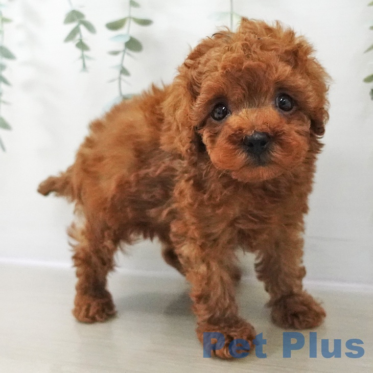 トイ・プードルの写真2