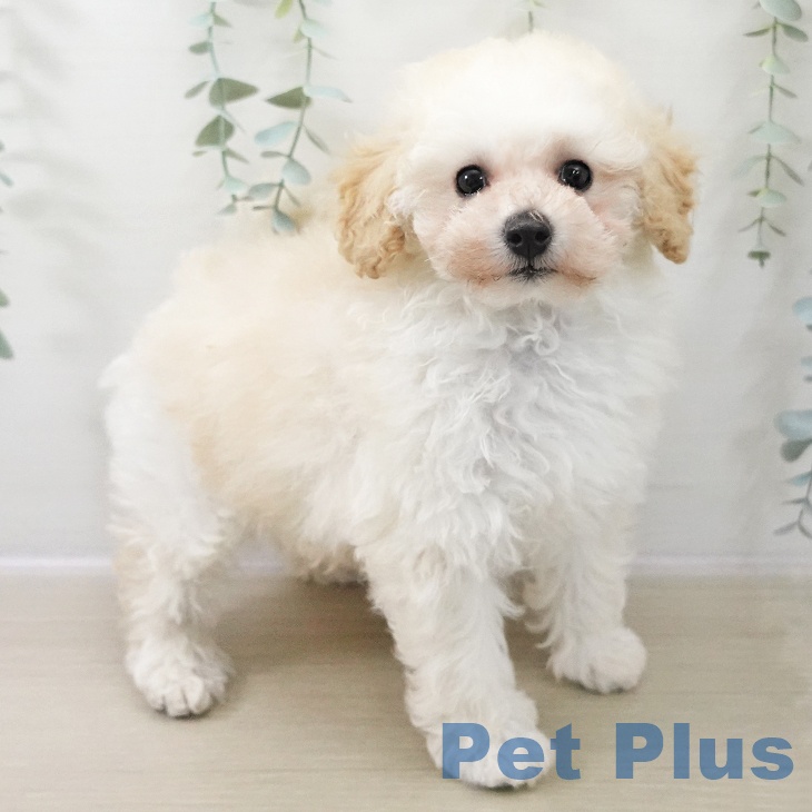 トイ・プードル