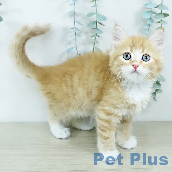 サイベリアンの写真2