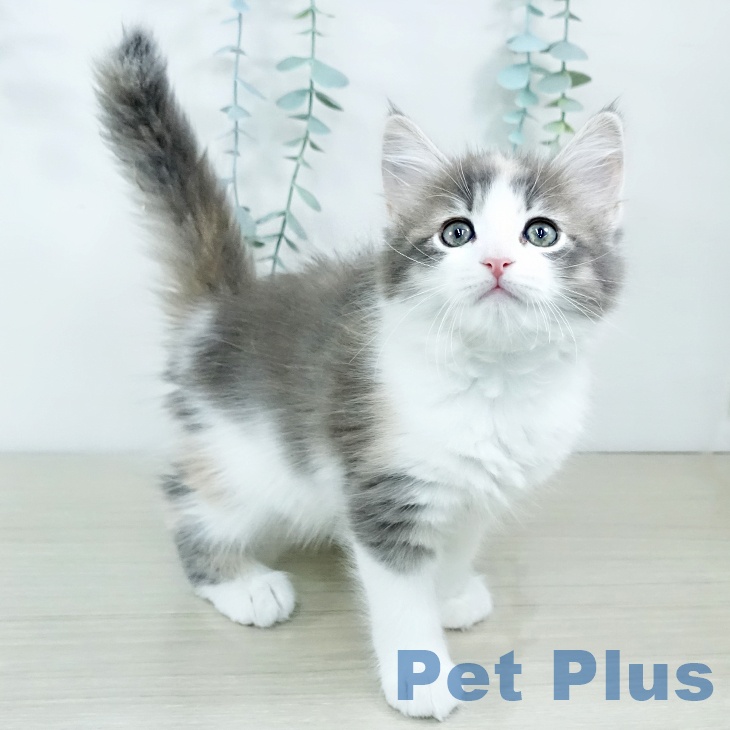 サイベリアンの写真2