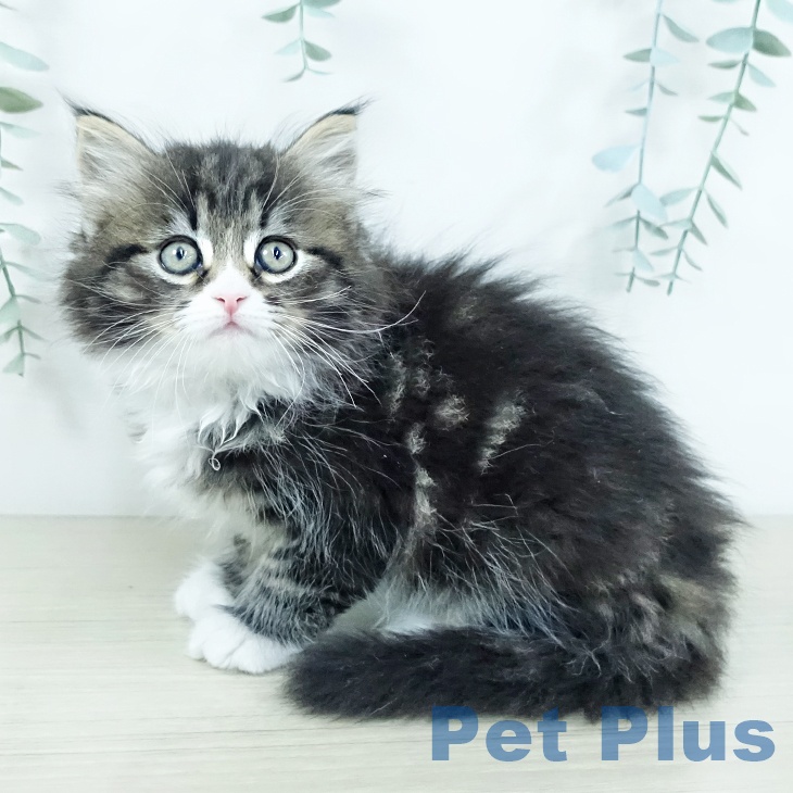 サイベリアンの写真2