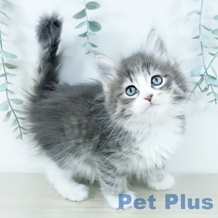 サイベリアンの写真2