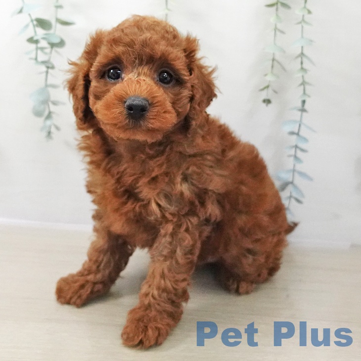 トイ・プードル