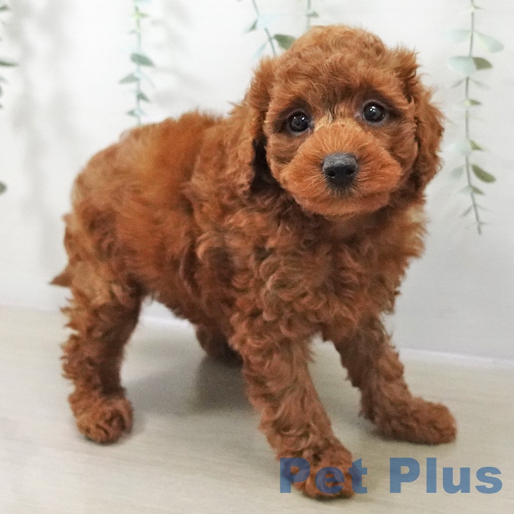 トイ・プードルの写真2