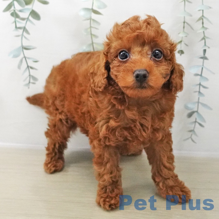 トイ・プードル