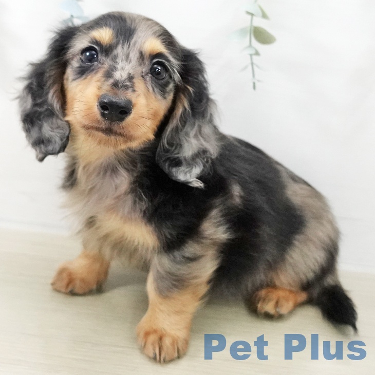 カニーンヘン・ダックスフンド