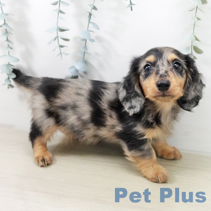 カニーンヘン・ダックスフンドの写真2