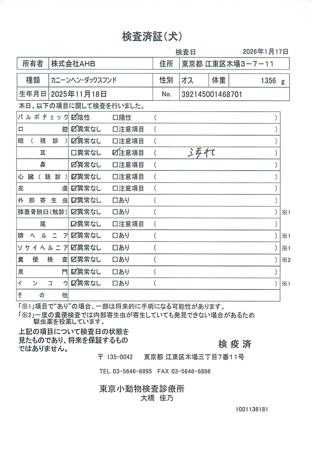 カニーンヘン・ダックスフンド