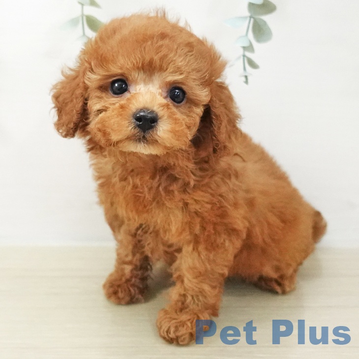 トイ・プードル