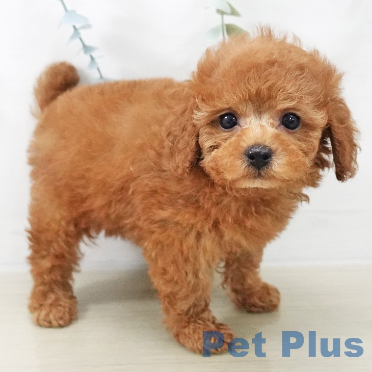 トイ・プードルの写真2