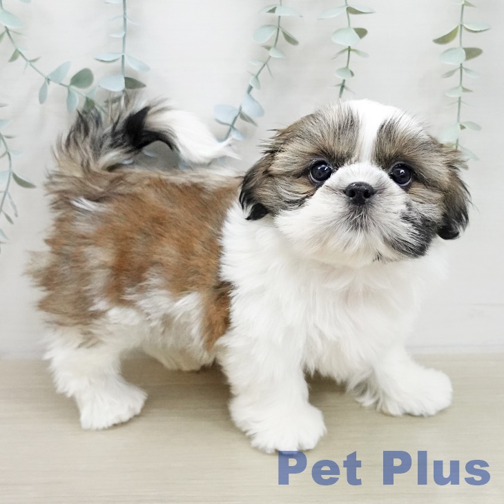 シー・ズーの写真2