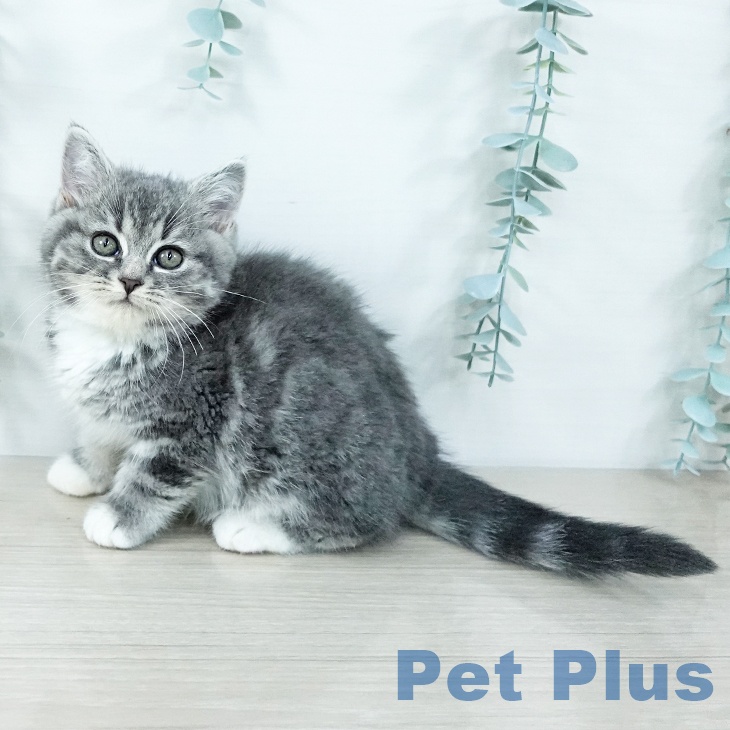 スコティッシュフォールド