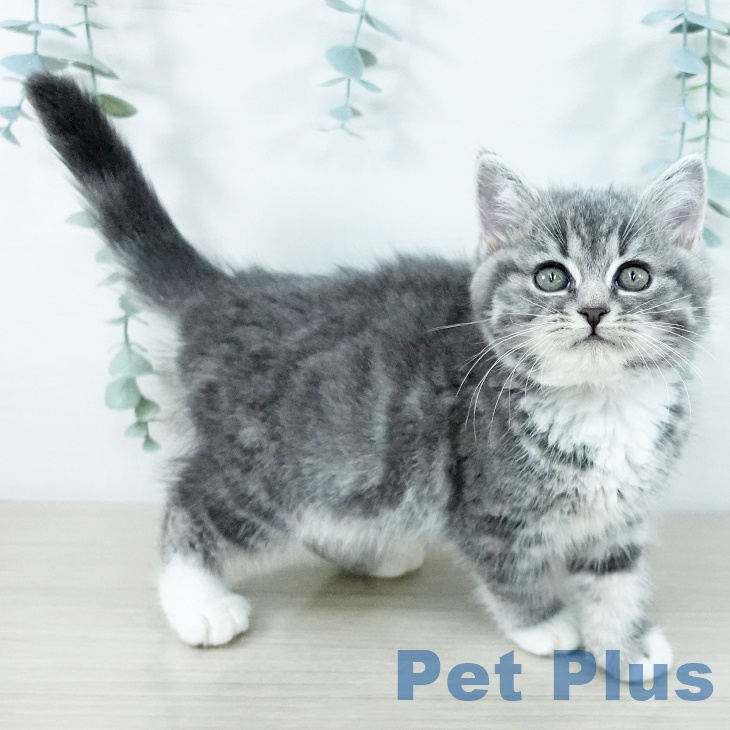 スコティッシュフォールドの写真2