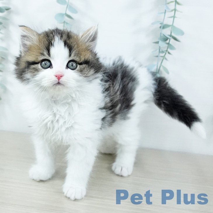 スコティッシュフォールドの写真2