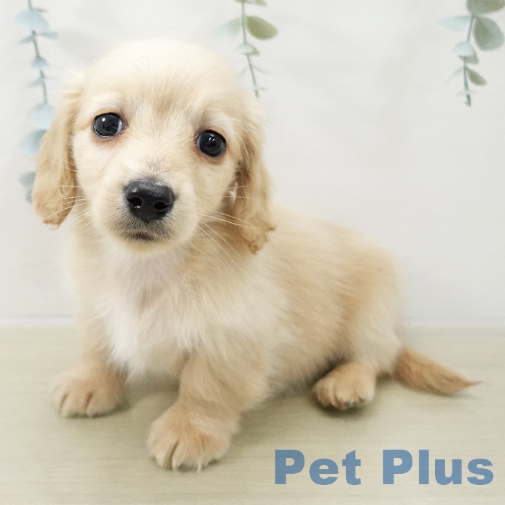 ミニチュア・ダックスフンド