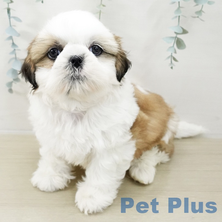 シー・ズーの写真2