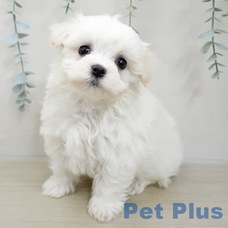 マルチーズの写真2