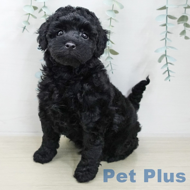 トイ・プードル