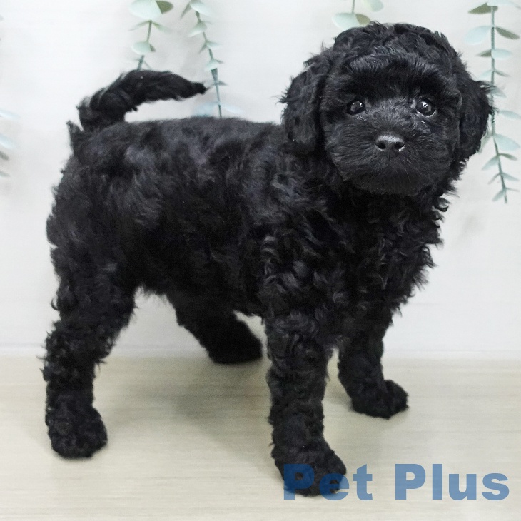 トイ・プードルの写真2