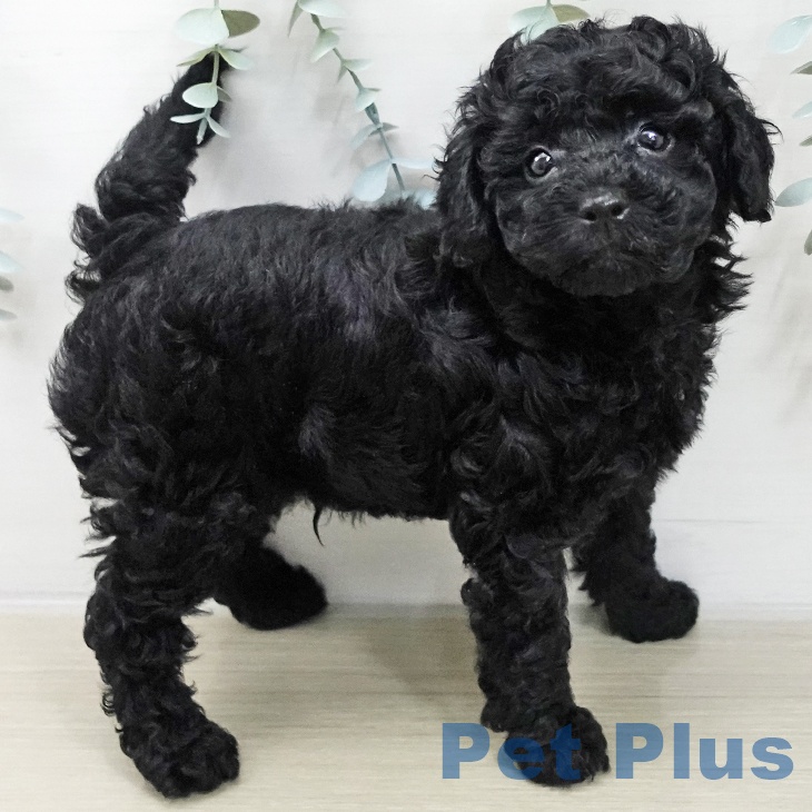 トイ・プードル