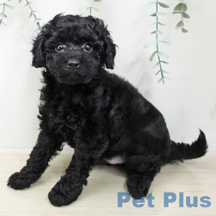 トイ・プードルの写真2