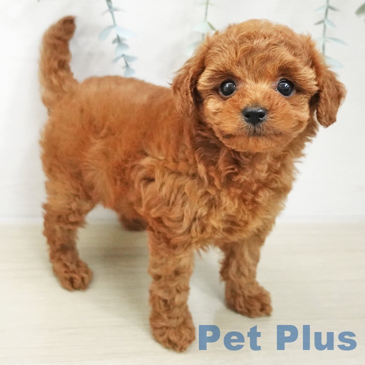 トイ・プードル