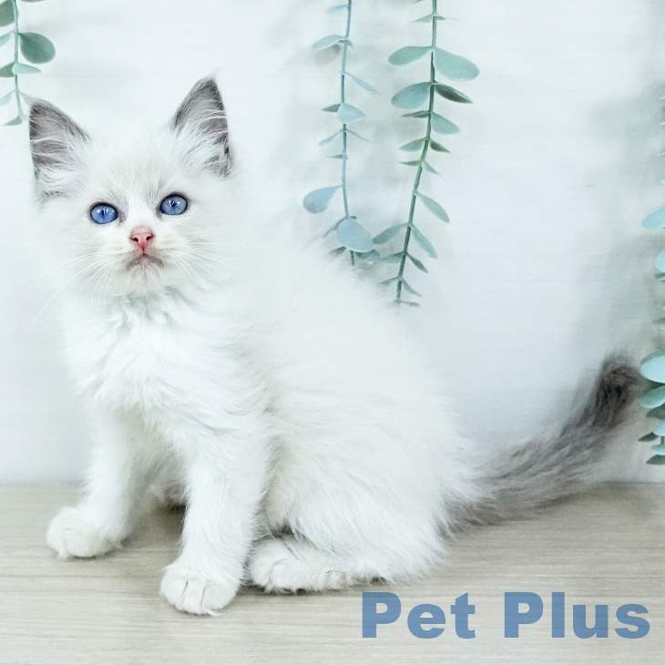 ラグドールの写真2