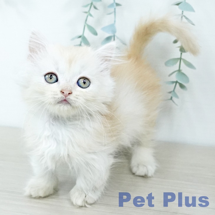 マンチカンの写真2